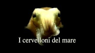 I Cervelloni Del Mare Seppie, Indonesia E Australia