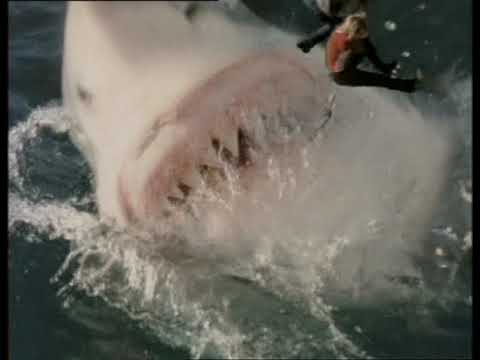 Helicopter Scene | Shark Attack 3: Megalodon (2002)