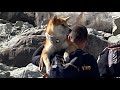 🇫🇷 Shiba Inu @Chamonix-Mont-Blanc 4K 60fps