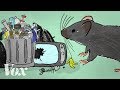 Urban Rat Management and Impact