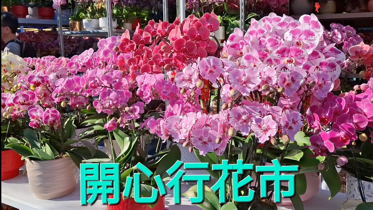 開開心心行花市，揀盤靚花過新年