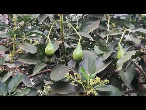 Video: Avocado, atau Alligator pear