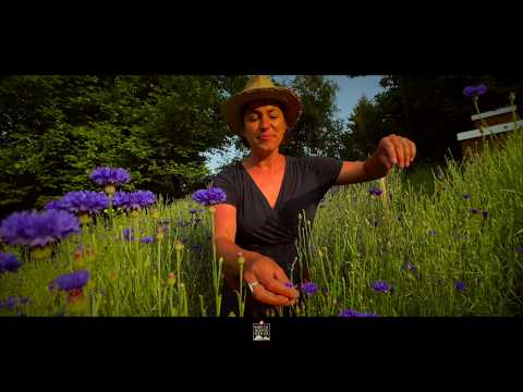 Video: Zarte Blüte Im August