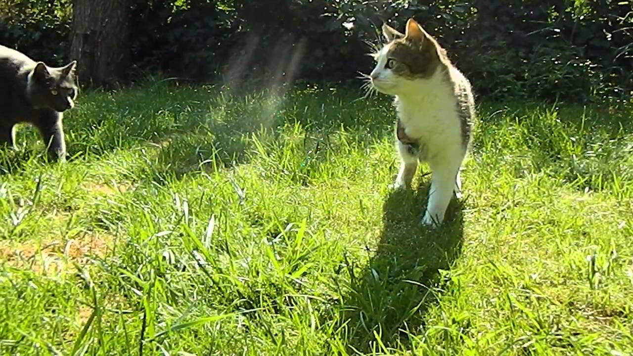 Kalikitty Kalikitty