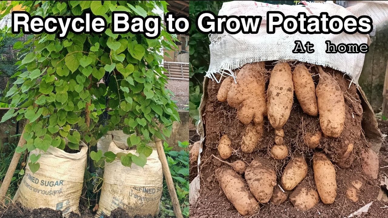 Grow Sweet Potatoes in Bags