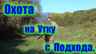 Охота на утку с подхода в Приморском крае. Осень 2023. Duck hunting from the approach. Autumn 2023.