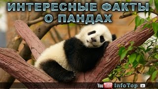 Интересные факты о пандах