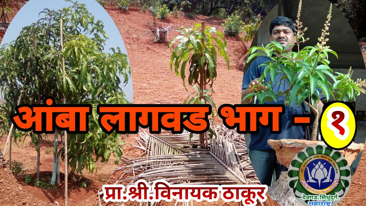 mango Plantation part - 1/आंबा लागवड भाग 1/Aamba lagvad bhag - 1