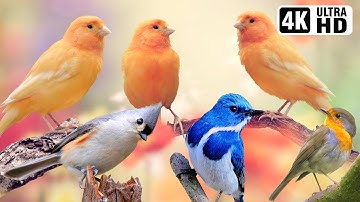 Burung-burung Indah yang Memukau | Alam Murni | Pereda Stres | Suara Burung yang Menenangkan | Alam yang Ajaib