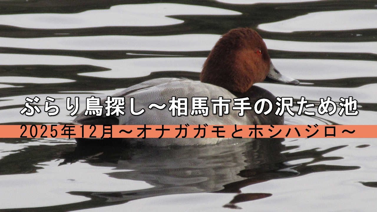 ぶらり鳥探し～相馬市手の沢ため池　2025年12月～オナガガモとホシハジロ～