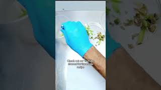 Do you know why we subculture tissue culture plants planttissueculture houseplants