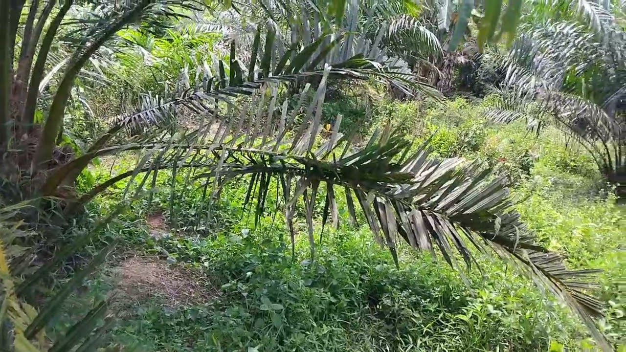 BIBIT SAWIT SEBAIKNYA SEGERA DI GANTI JIKA ADA CIRI INI