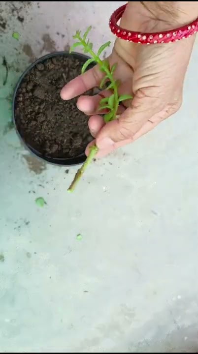 Grow Jade plant from cuttings with update