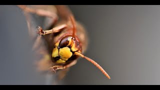 Cinquante piqûres de frelons en une attaque, un phénomène rare