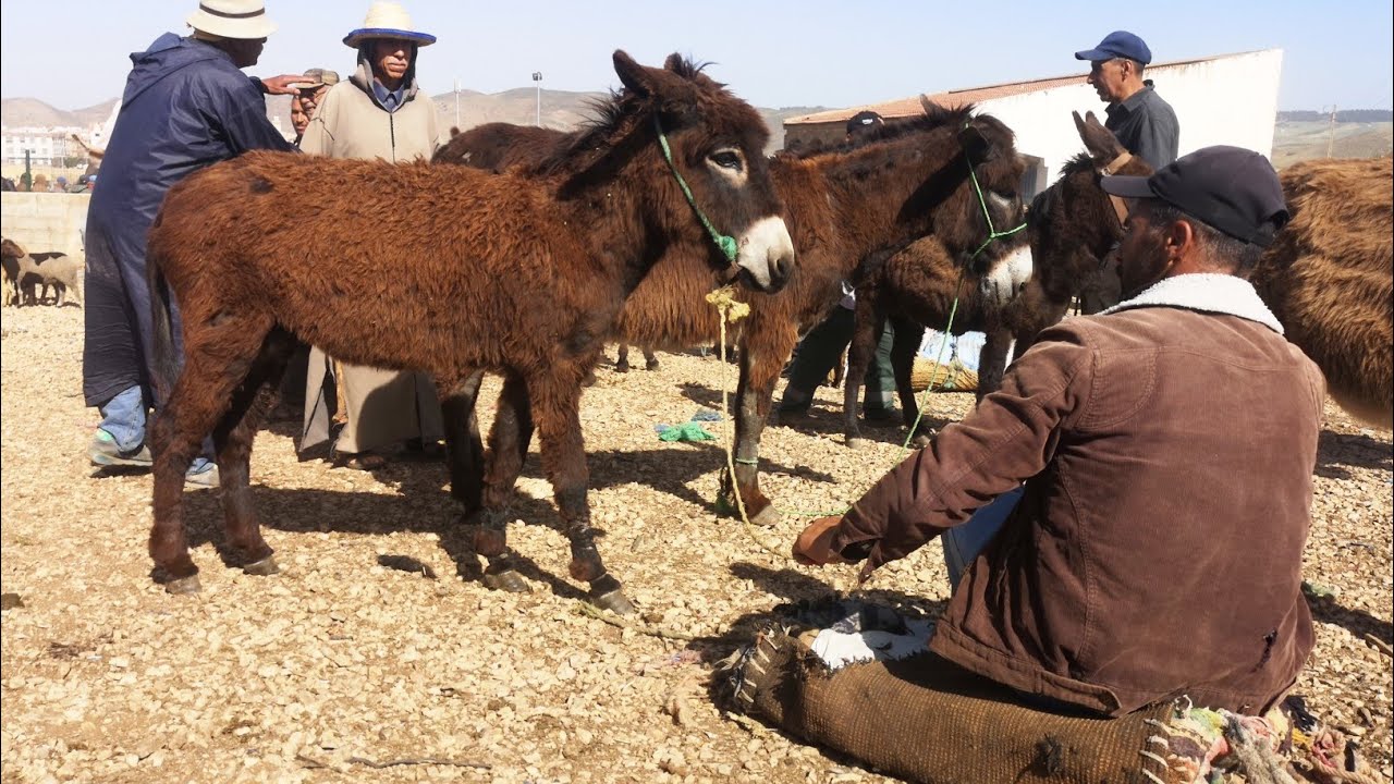 ثلاثاء أزرو أكبر سوق حمير وبغال وخيول فمغرب 2022/05/17