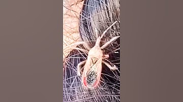 Bug | Pink Bug on a girl