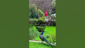 #القرآن_الكريم #المصحف #تلاوة_خاشعة