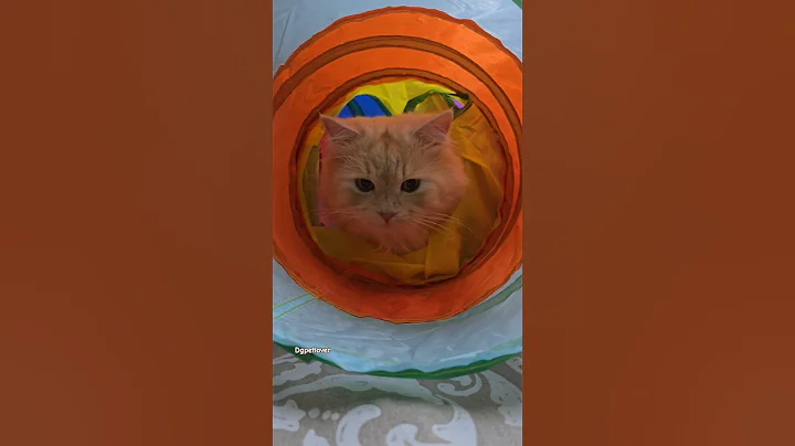 Watch the video about #Jack #Siberian kitten #Siberian cat #siberian #catlover #cat #cat playtime