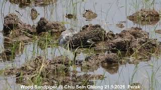 Wood Sandpiper @ Chiu S C DSCN5526