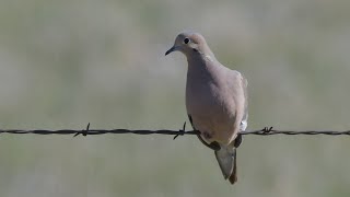 Detailed Doves and Dove Hunting - NDGNF - 09-01-2022 Profile