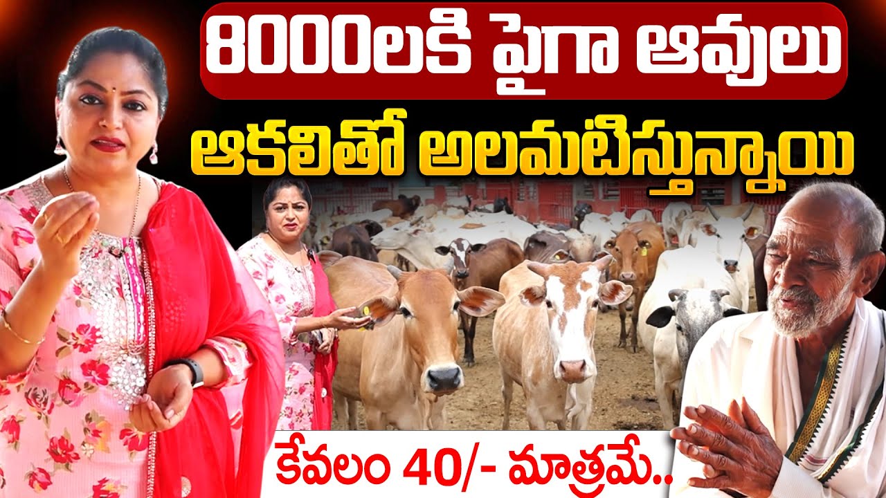 8000లకి పైగా ఆవులు ఆకలితో అలమటిస్తున్నాయి || satyam Shivam Sundharam Ghoshala || Jaya Mam || SumanTV