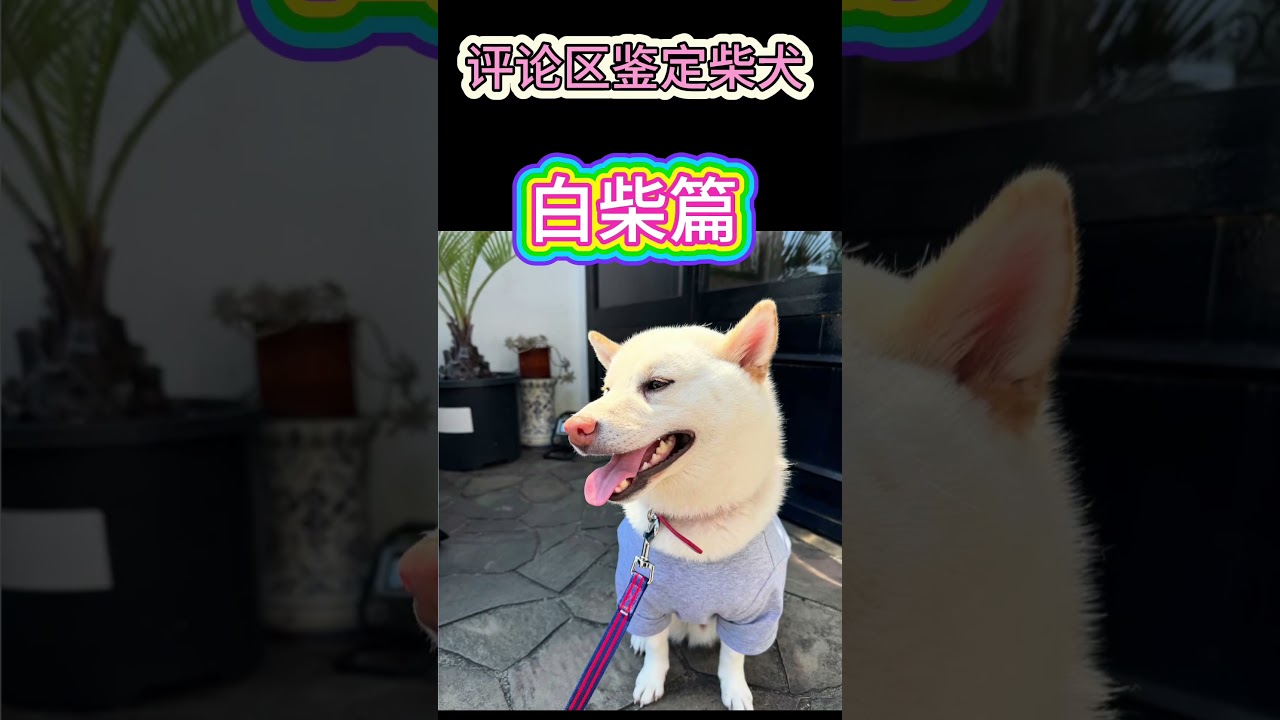 把你家白色柴犬价格和城市发出来#狗#柴犬#柴犬鉴定张老师会一一回复，想要全面讲解可以直接找张老师哦#柴犬入手#白柴-