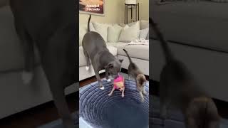 Part-3 Optical Carpet Prank = TOTAL CHAOS 😂🐾🌀 #funnypets #petsunited #puppy #petcomedyclub #funny