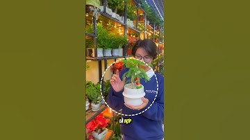 Gợi ý quà tặng ý nghĩa Tặng thầy cô nhân dịp 20/11