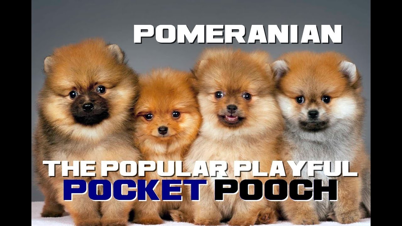 Pomeranian Facts - The Popular Playful Pocket Pooch - Animal a Day ...