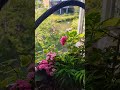 #nature #slowliving #rose #pov #home #homedecor