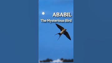 Ababil Birds | The Skyborne Wanderers of Nature #ababil #swallow #swift #bird #birds
