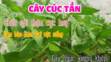 Cây cúc tần công dụng  chữa bệnh Sỏi thận, Gai cột sống, Đau nhức xương khớp rất hay
