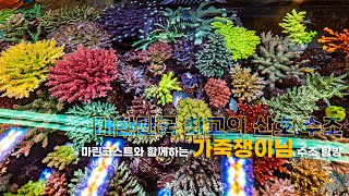 대한민국 최고의 산호 수조 - 마린코스트와 함께 하는 가죽쟁이님 수조 탐방!!