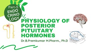 Posterior Pituitary Hormones - Endocrinology-Part5