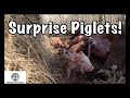 Farrowing Pigs On Pasture - SURPRISE Piglets
