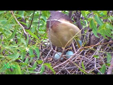 Beautiful Bird with