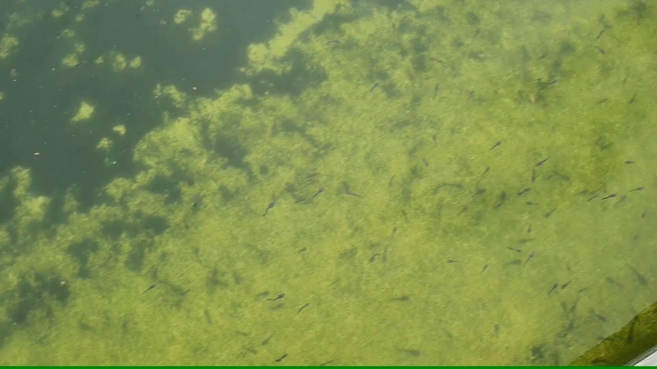 Nòng Nọc Chết Do Trong Nước + Rong Đáy - Tấp Góc Teo Bụng