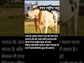 nepal mai gaay ko mata ke sath national animal mana jata hai