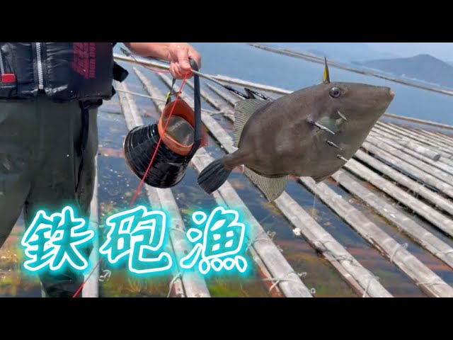 漁師さんの鉄砲漁！！ - YouTube