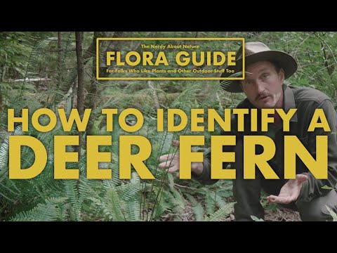 Video: What Is A Deer Fern – Tips för att odla rådjursormbunkar i trädgården