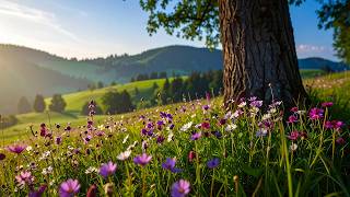 Spring Awakening in the Wildflower Meadow: Morning Birdsong Nature Therapy (4K)