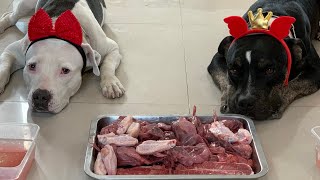 🐶🐶RAW Premium:🐥Quail&🐂🥩Beef Oyster Blade Steak🌧Rainy Day [ASMR]MUKBANG 犬が生の肉を食べる[咀嚼音]Dog VLOG screenshot 3