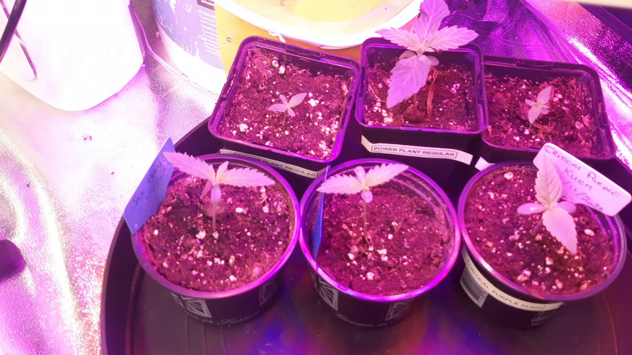 Gorilla Glue Autos, Week 4. Pre-flower and training under the 