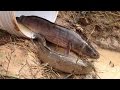 Amazing Fishings Video by hands-Traditional Fishing Today-Best Fishing Videos-Natural Life Big Fish