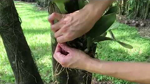 Attaccare orchidee Cattleya sugli alberi