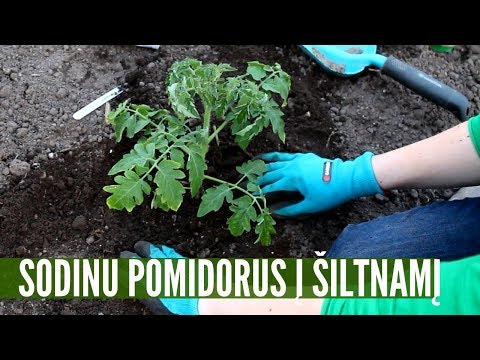 Video: Kurius pomidorus geriausia sodinti šiltnamyje: patarimai