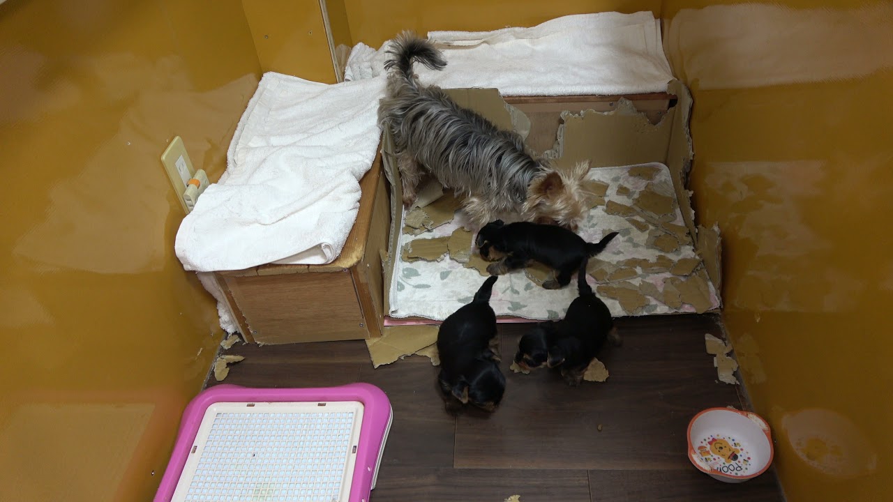 2021年5月2日撮影 ルビ－と子犬たち離乳食のつくり方説明しています。 ココヨ－キ－タケモリ金沢市円光寺