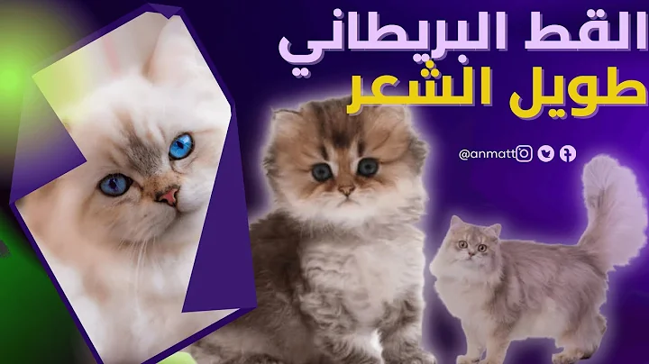 Video 3244331: british longhair cat, british long hair cat, british cat pet, british domestic cat, cats british beauty, amazing british, amazing cat facts