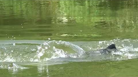 Ngắm Phao Câu Và Tiếng Rít Cước   #nhipsongdongbac  #cauca  #fishing  #caudai #câucá