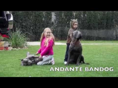 andante-bandog-"child-´s-best-friend"-(andante-bandog-kennels)